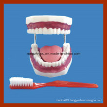 Education Models Tooth Brushing Dental Care Model